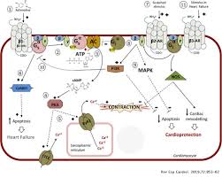 Beta Blockers Historical Perspective And Mechanisms Of Action Revista Espanola De Cardiologia English Edition