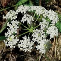 Image result for Pimpinella sp. A. of FZ 4: 594