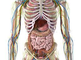 Gsi asked questions about the the area within the peritoneum is referred to as intraperitoneal. Abdominal Organs Stock Illustrations 1 264 Abdominal Organs Stock Illustrations Vectors Clipart Dreamstime