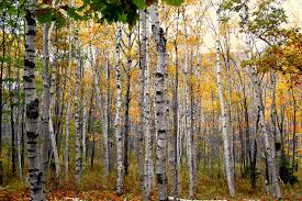 We did not find results for: Betula Papyrifera Wikipedia