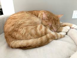 Rote Katzen Warum Sind Sie So Besonders Rote Katze Katzen Katzen Kaufen