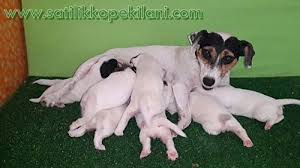 Maskeli Jack Russel Terrier Yavru Kopek Yavru Kopek