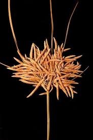 Image result for Cyperus maculatus