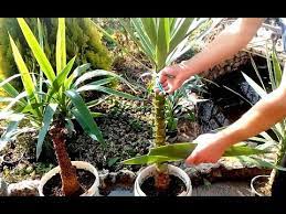 Maybe you would like to learn more about one of these? How To Grow Yucca Plants From Cuttings Youtube