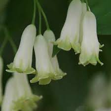 Flowering perennial plants for shade. Perennials And Cottage Garden Plants For Semi Shade Nurseries Online