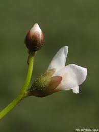 Image result for Nesaea linearis