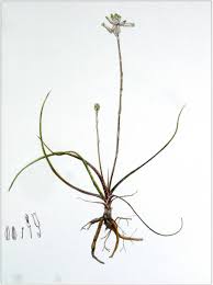 Image result for Aloe myriacantha