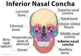 Pin On Facial Bones