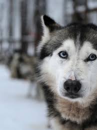 Researchers Find Clues To What Causes Blue Eyes In Siberian Huskies