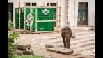 Hoe verhuis je een olifant - YouTube