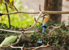 Colorful Birds With Long Tail Feathers The Turquoise Browed Motmot Has A Long Thick Tail Ending In Two Paddle Like Feathers For Extra Flare Photo By My Litl Eye Sh Birds Tail Feathers Bird Species