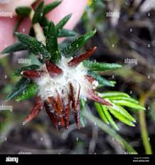 Image result for Phylica emirnensis