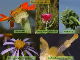 Image result for Asteraceae