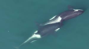 Ale zambelli nua onlyfans Ale Zambelli youtuber masturbando