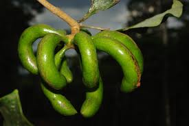 Image result for Xylopia wilwerthii