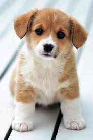 Dieren en huisdieren babydieren schattige dieren baby konijntjes witte konijnen schattige babydieren grappige dieren dieren foto s. 14 Reasons Why A Puppy Is Better Than A Boyfriend Schattige Dieren Dieren Schattigste Dieren