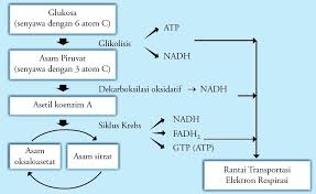 We did not find results for: Pengertian Respirasi Aerobik Paling Lengkap