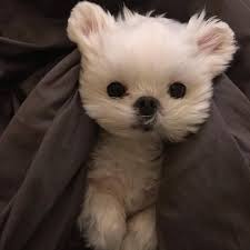 5 Calm Dog Breeds Best Family Dogs Dogbeast Calm Dog Breeds Maltese Dog For Sale Maltese Puppy