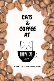 Cat Adoption Cat Cafe Pet Cafe Cat Adoption