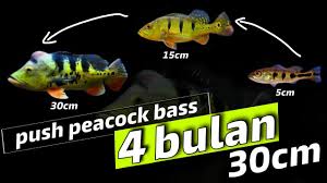 Untuk membedakan mana anis merah jantan dan betina, anda harus memiliki perbandingan. Download Budidaya Pbass Grade A Peacock Bass Mp3 Mp4 3gp Flv Download Lagu Mp3 Gratis