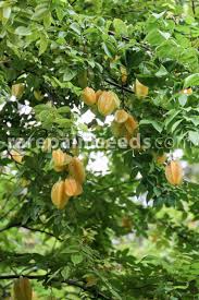 Image result for Averrhoa carambola