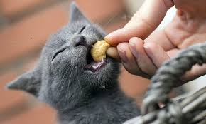 The following factors play a key role. Cats And Cashew Nuts Are Cashew Nuts Poisonous To Cats Nutsaholic