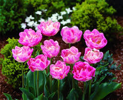 チューリップフェア - チューリップ四季彩館