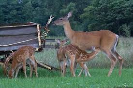 750 x 600 jpeg 106 кб. A Dixie Lady Deer Hunter Mama Doe With Fawns Hunting Pictures Deer Hunters Deer Camp