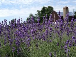 Growing lavender in Michigan: Advice for a purple garden