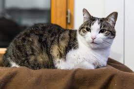 Résultat de recherche d'images pour "chat de maison"