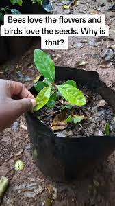 Image result for Erythrococca kirkii