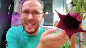 Image result for Stapelia leendertziae
