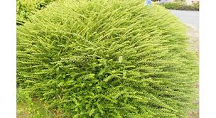 Acheter des arbustes de haie sempervirents à croissance rapide en ligne. 7 Couvre Sols Persistants A Avoir Dans Son Jardin Mon Jardin Ma Maison