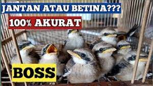 Cara Membedakan Cendet Anakan Jantan Dan Betina Youtube