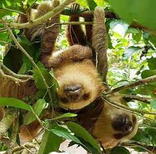 The Complete Guide To Sloths In Costa Rica Costa Rica Sloth Sloth Costa Rica Travel
