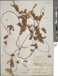 Image result for Aeschynomene multicaulis