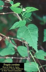 Image result for Tragia adenanthera