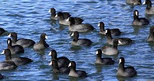 Black And White Domestic Duck Species Often Mistaken For A Duck The American Coot Is A Common Waterbird Its All Black Body And White Chicken Like Beak Distinguis Birds Bird Life List Bird Species