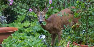 Unfortunately, as their natural habitat disappears they encroach upon our suburban and exurban neighborhoods, seeking the food proffered by our plantings. Deer Resistant Trees And Shrubs The Tree Center