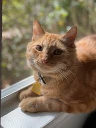 Кликни за да играеш играта my sweet kitten сега. Hallows My Sweet Kitten Cats