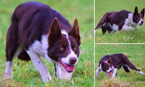 It's also free to list your available puppies and litters on our site. Diamond In The Ruff Puppy Becomes The World S Most Expensive Sheepdog After Selling For 27 000 Daily Mail Online