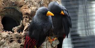 Sejak tahun 2011, dia mendirikan penangkaran burung jalak dengan nama delanggu bf (bird … Panduan Dasar Penangkaran Burung Jalak Sturnidae Om Kicau