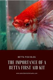 The Importance Of A Betta First Aid Kit About Betta Fish Tanks Betta Fish Tank Betta Fish Betta