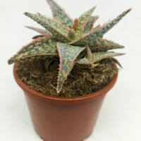 Image result for Aloe zebrina