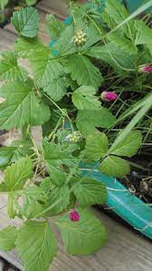 Pineapple oranges, ruby red grapefruits and persian limes are hardy to. 4 Pot Live Plant Rubus Itsaul Summer Raspberry