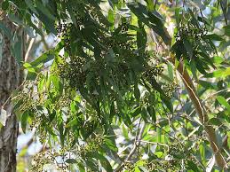 Image result for Eucalyptus paniculata