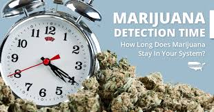 Marijuana Detection Time How Long Is Marijuana In Your System