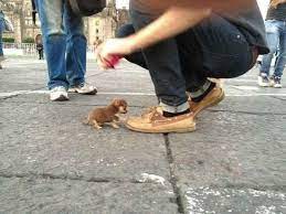 The Smallest Puppy In The World Cute Animals Funny Animals Cute Baby Animals