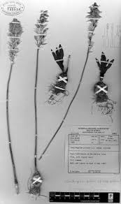 Image result for Searsia grossireticulata