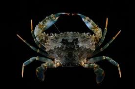 Image result for Blotiella crenata